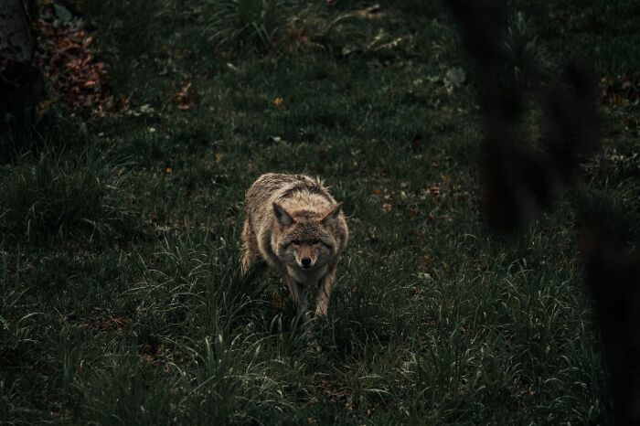 A lone wolf cautiously walking through dense grass in a dark forest, evoking terrifying moments and luck.