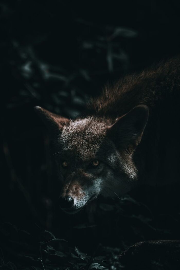 Wolf emerging from dark woods creating a creepy atmosphere, representing the eeriest encounters alone in the woods.