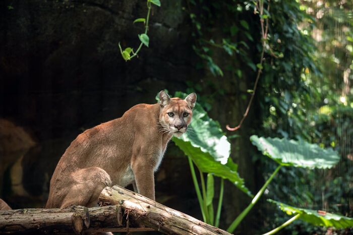 Mountain lion in a dense forest, capturing a creepy encounter while alone in the woods among green foliage and logs.