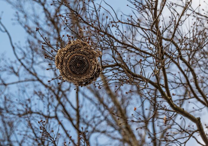 Abandoned wasp nest hanging on bare tree branches, evoking eerie vibes of creepy encounters alone in the woods.