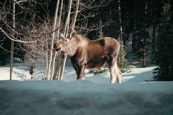 Moose standing alone in snowy woods, capturing the eerie and creepy encounters people share while alone in the woods.
