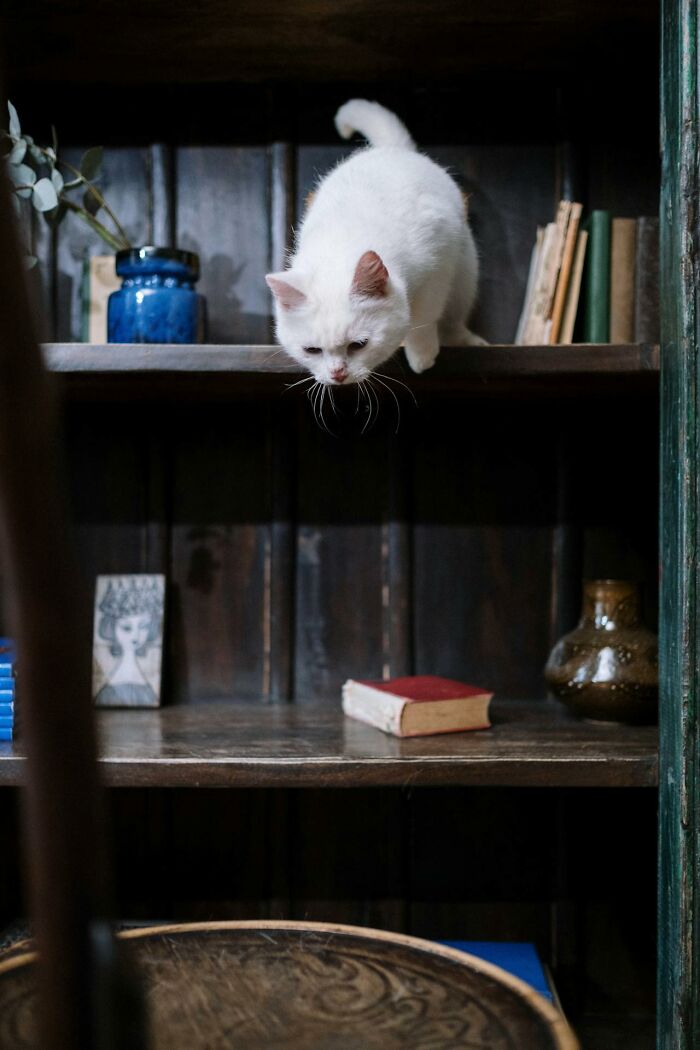 White cat cautiously jumping down from a dark wooden shelf in a dimly lit home alone setting conveying a sense of fear.