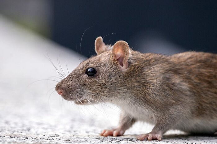 Close-up of a rat on a surface highlighting unholy health violations in restaurants witnessed by inspectors.