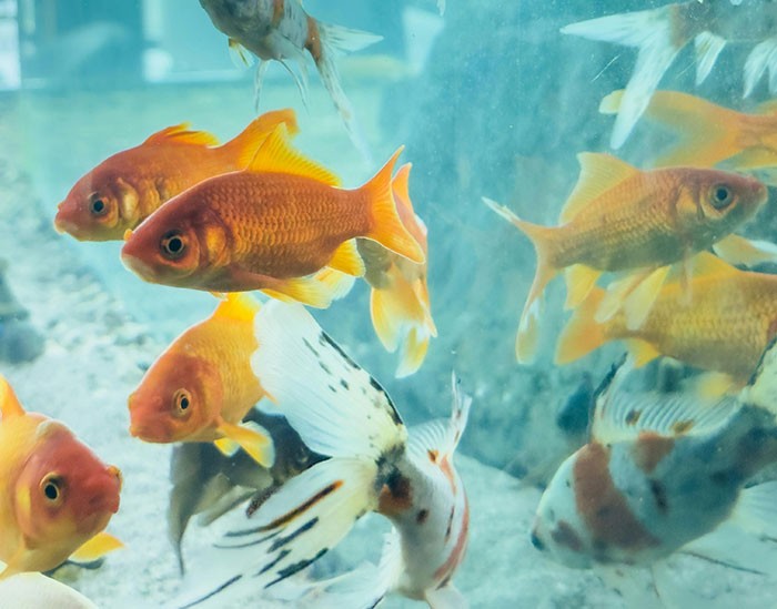 Goldfish swimming in a pet store aquarium representing a pet store manager defrauds store investigation.
