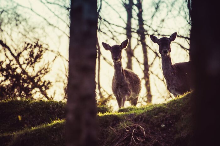 Two deer standing alert among trees in a dimly lit forest, capturing the eerie feeling of being alone in the woods.