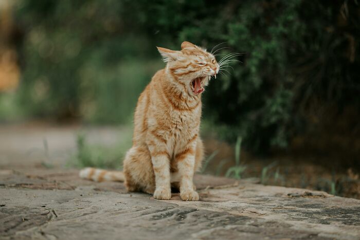 Orange tabby cat sitting outdoors with mouth open, appearing to share sounds of being extremely angry.
