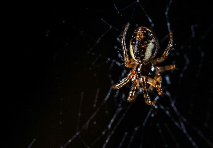 Close-up of a spider on its web, illustrating one of the nasty things exes did that shocked and grossed out partners.