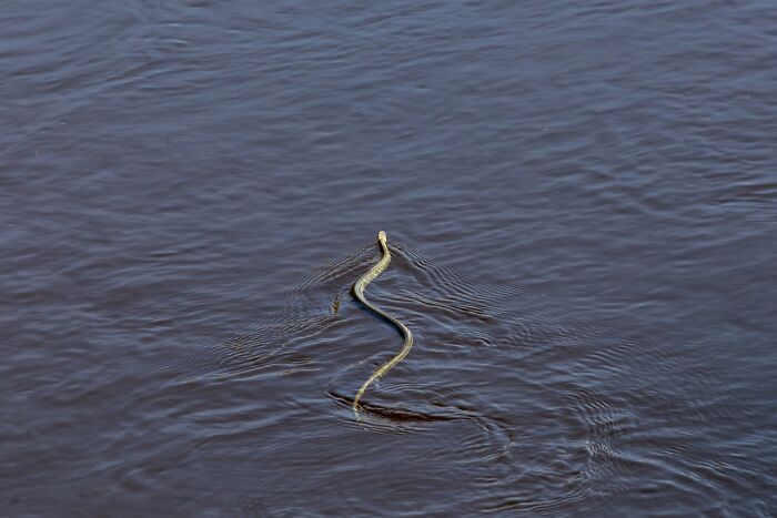 Snake swimming in dark water representing creepy encounters alone in the woods with nature wildlife.