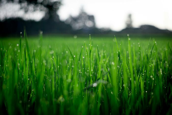 Close-up of green grass with morning dew drops highlighting things people used to spend hours doing before realizing it was pointless.