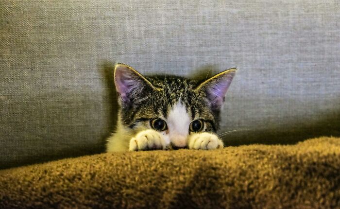 Curious cat peeking over soft brown blanket, symbolizing unexplained mysteries from the dawn of the internet today.