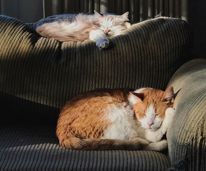 Two cats peacefully sleeping on a couch, illustrating calm despite family money tension and sibling conflict. Two cats peacefully sleeping on a couch, illustrating calm despite family money tension and sibling conflict.