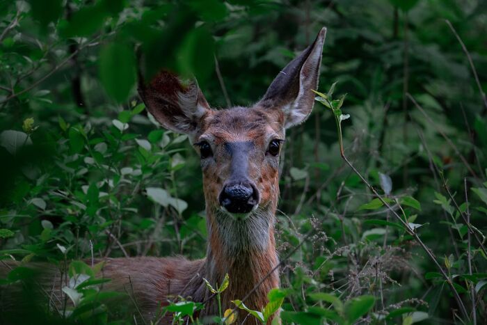 Deer staring through dense foliage, evoking the creepy encounters people experience while alone in the woods.