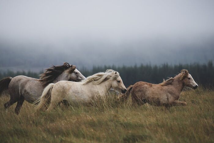Wild horses running through tall grass in the woods, evoking the eerie and creepy atmosphere of being alone outdoors.