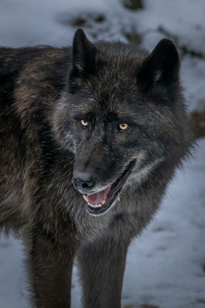 Close-up of a wolf in snowy woods, evoking the creepiest encounters people experience while alone in the forest.