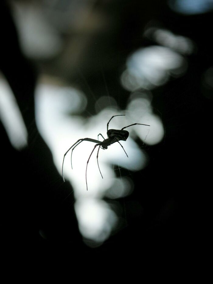 Close-up of a spider hanging in its web, illustrating creepy things encountered alone in the woods at dusk.
