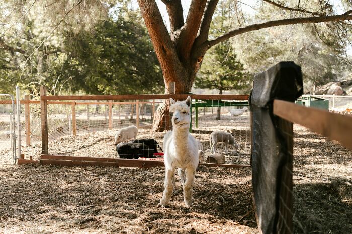 Alpaca standing near a wooden fence in a farm enclosure, illustrating unexpected losses of savings from a single event.