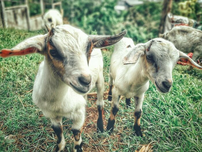 Two young goats standing on grass in a farm setting, illustrating unbelievable things that were actually true.