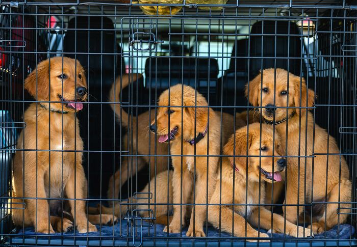 Four golden retriever puppies inside a metal crate illustrating shocking and nasty things exes did to partners.