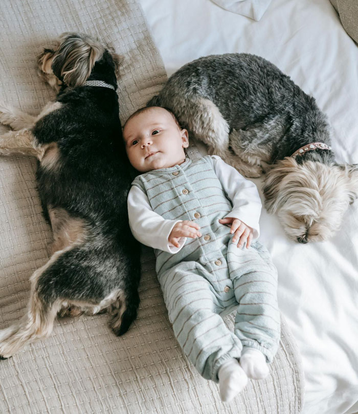 Baby lying between two dogs on bed, highlighting person losing sleep over potential CPS call due to dogs in the house.
