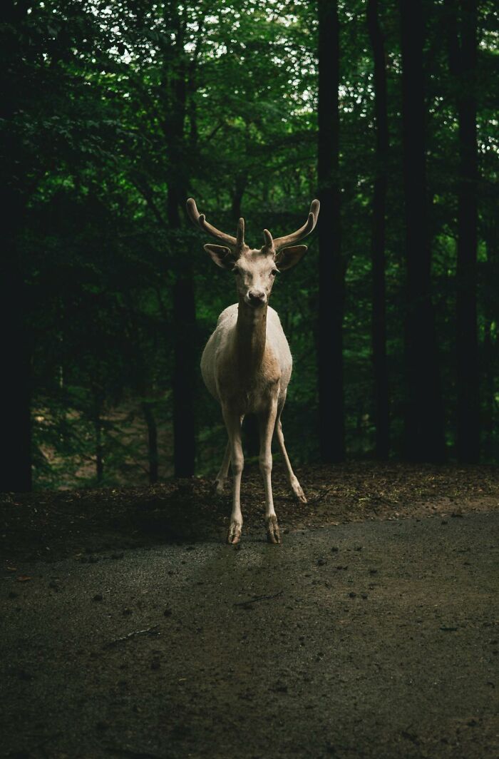 A lone deer standing in dark woods, evoking a spooky atmosphere perfect for creepy stories and campfire tales.