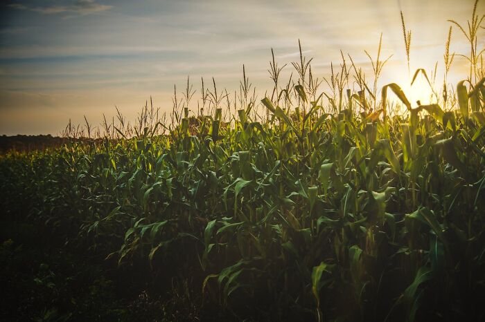 Cornfield at sunset with tall green stalks and eerie shadows, perfect for creepy stories in dark woods by a campfire.