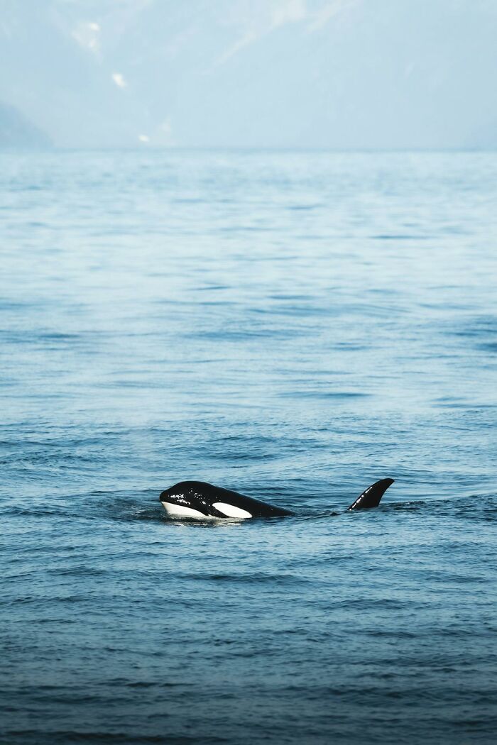 Orca whale swimming in calm ocean waters, evoking eerie and creepy encounters in the woods atmosphere.