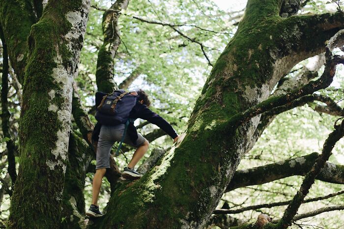 Person with backpack climbing a large mossy tree in dense woods, evoking creepy encounters alone in the forest.