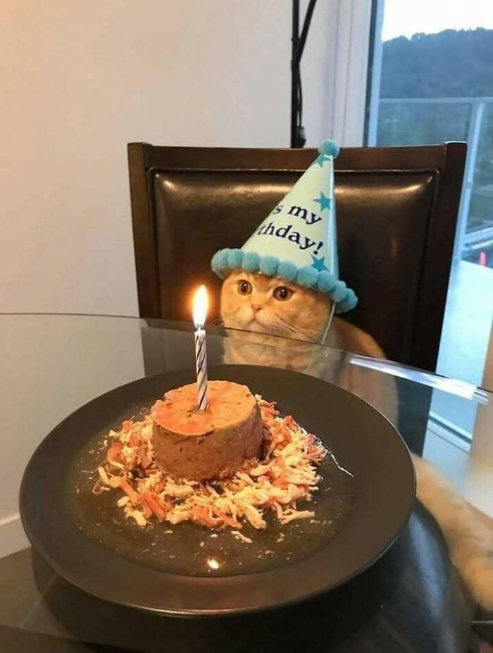 Chubby, round, funny cat wearing a birthday hat sitting at a table with a lit candle cake in front of it.
