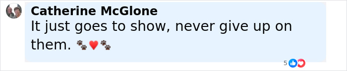 Facebook comment by Catherine McGlone expressing hope and never giving up on a beloved cat reunited with family after nearly a decade.