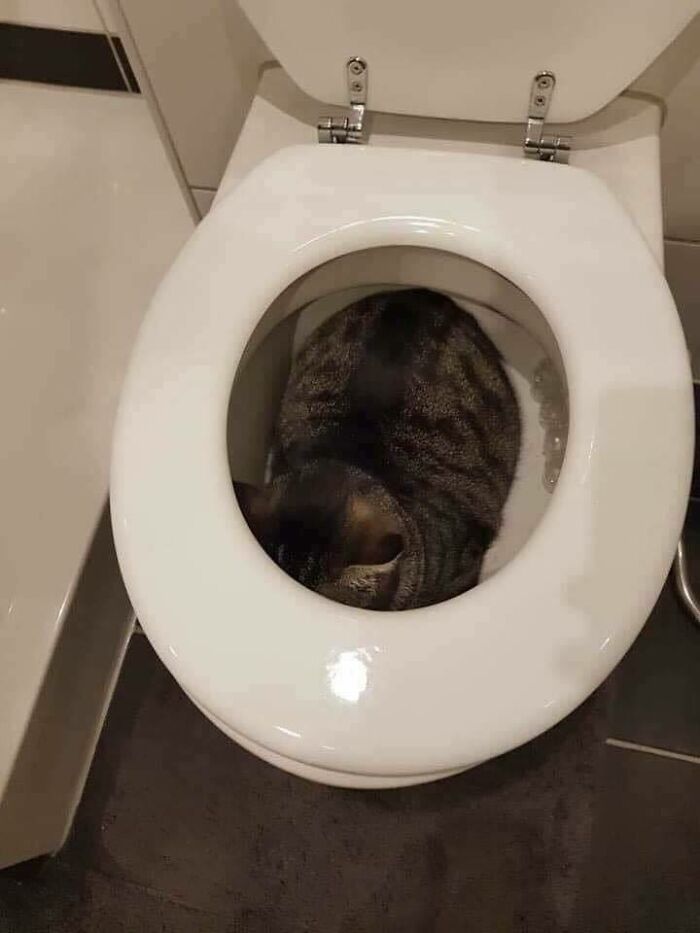 Chubby round funny cat curled up inside a white toilet bowl resting on a bathroom floor.