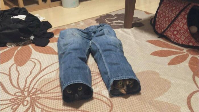 Two chubby round funny cats peeking out from the legs of a pair of blue jeans on a patterned carpet.