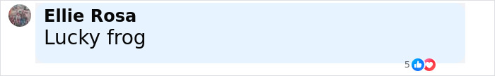 Comment from Ellie Rosa saying lucky frog with reaction icons visible on a social media post about woman rescuing a frog from her fridge. Comment from Ellie Rosa saying lucky frog with reaction icons visible on a social media post about woman rescuing a frog from her fridge.