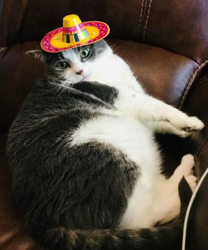 Chubby round cat with gray and white fur wearing a small colorful hat while resting on a brown leather chair.