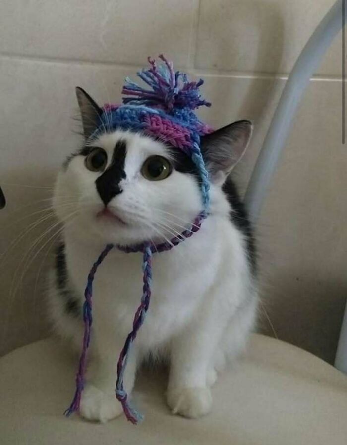 Chubby round cat wearing a colorful knitted hat with pom-pom sitting on a chair looking curious and funny.