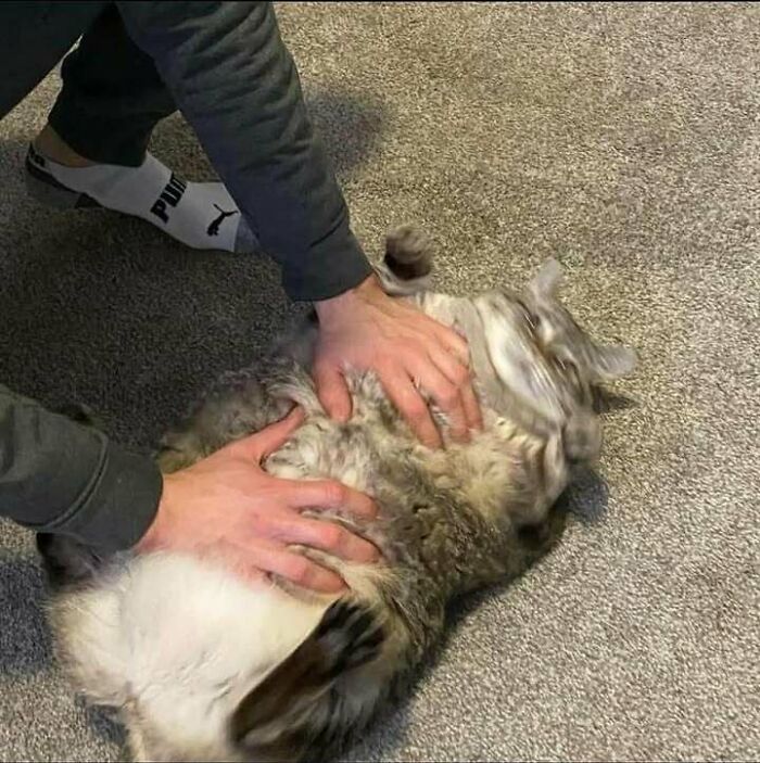 Person petting a chubby, round, funny cat lying on its back on a carpeted floor.