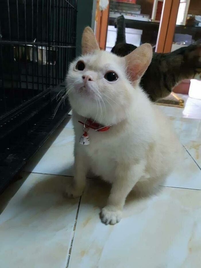 Chubby round cat with big eyes wearing a red collar sitting on a tiled floor indoors with a cage nearby.