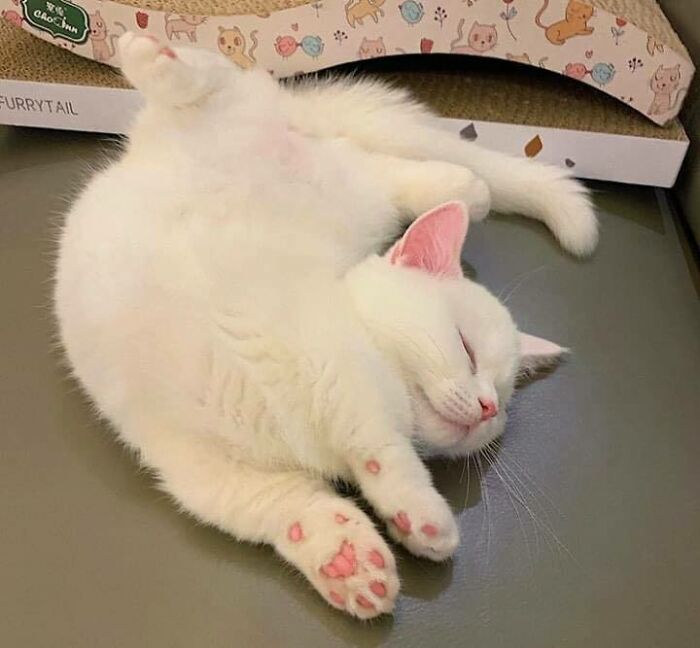 Chubby, round, funny cat with white fur sleeping peacefully on a smooth surface with paws visible.
