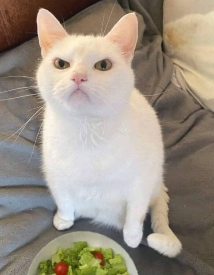 Chubby round funny cat with a serious expression sitting near a bowl of salad on a gray blanket.