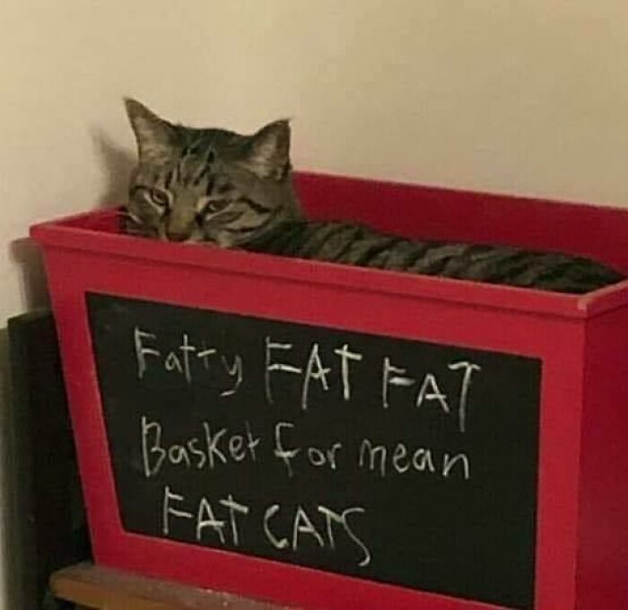 Tabby chubby round funny cat resting inside a red basket with humorous chalkboard sign about fat cats.