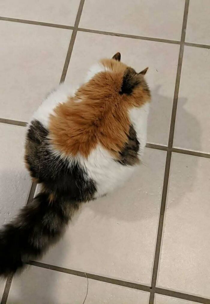 A chubby round funny cat with calico fur sitting on a tiled floor seen from above.