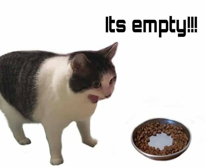 Chubby round funny cat looking surprised at nearly empty food bowl with text its empty above.