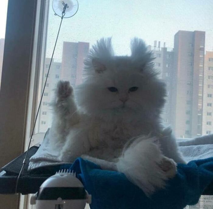 Fluffy chubby round funny cat sitting with one leg raised on a blue blanket by a window with buildings outside.