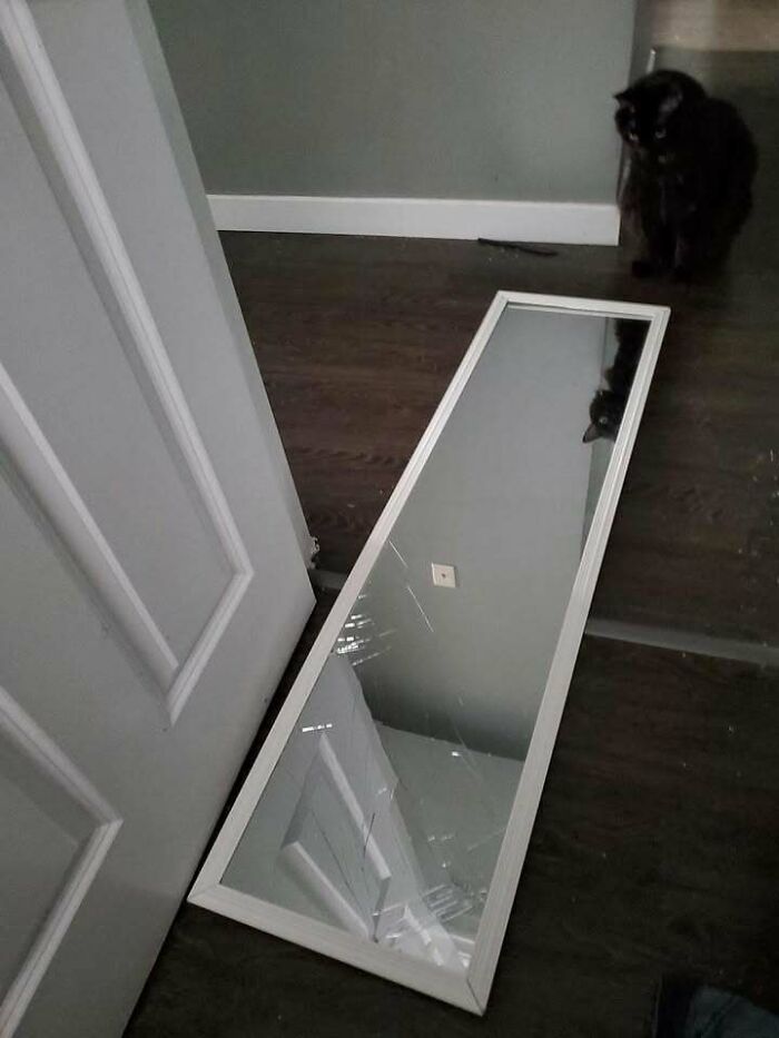 Black chubby round funny cat sitting on the floor near a cracked mirror reflecting a door and ceiling.