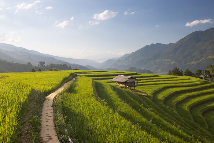 Northern Vietnam Rice Terraces