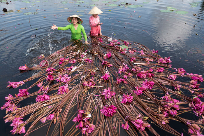 Washing Water Lillies