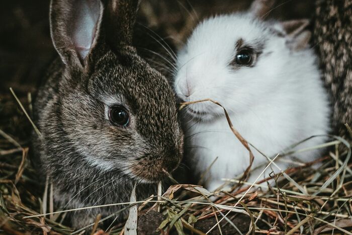 Two adorable rabbits nestled in hay, highlighting important warnings to consider before getting this type of pet.