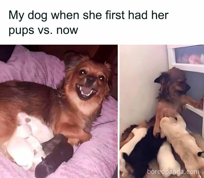 Dog with puppies in two photos showing change over time, a viral meme from a chaos-filled meme collection.