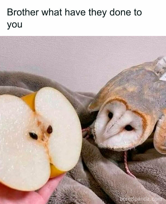 Owl face resembling an apple half with seeds, shown in a random and viral meme from a chaos goldmine page.