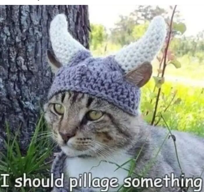 Cat wearing a Viking hat near a tree with a caption humorously referencing archeology and history memes.
