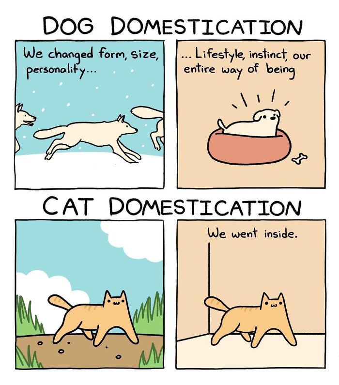 Funny archeology and history meme showing dog and cat domestication with playful comic-style illustrations.